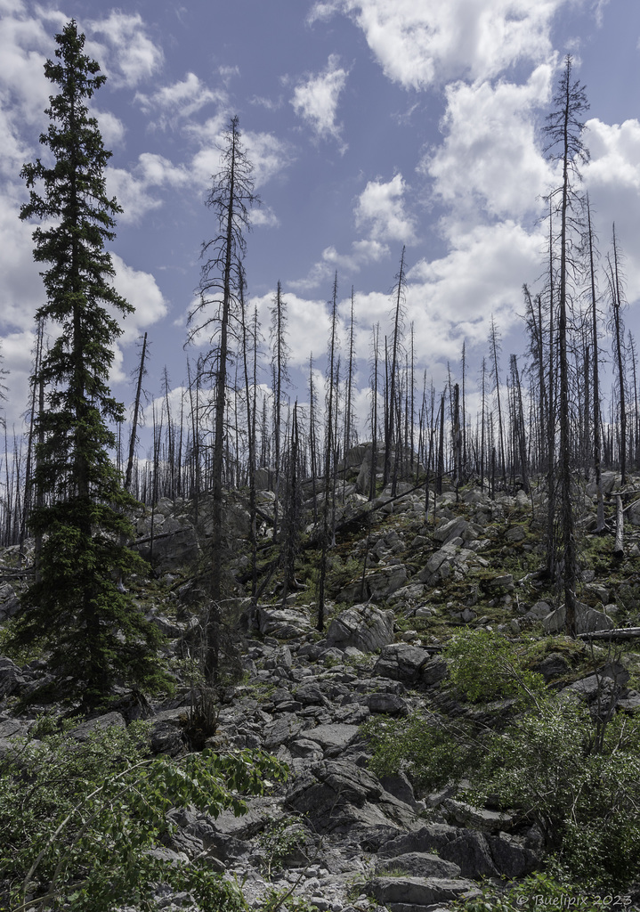 auf der Maligne Lake road durch das Waldbrandgebiet von 2015 (© Buelipix)