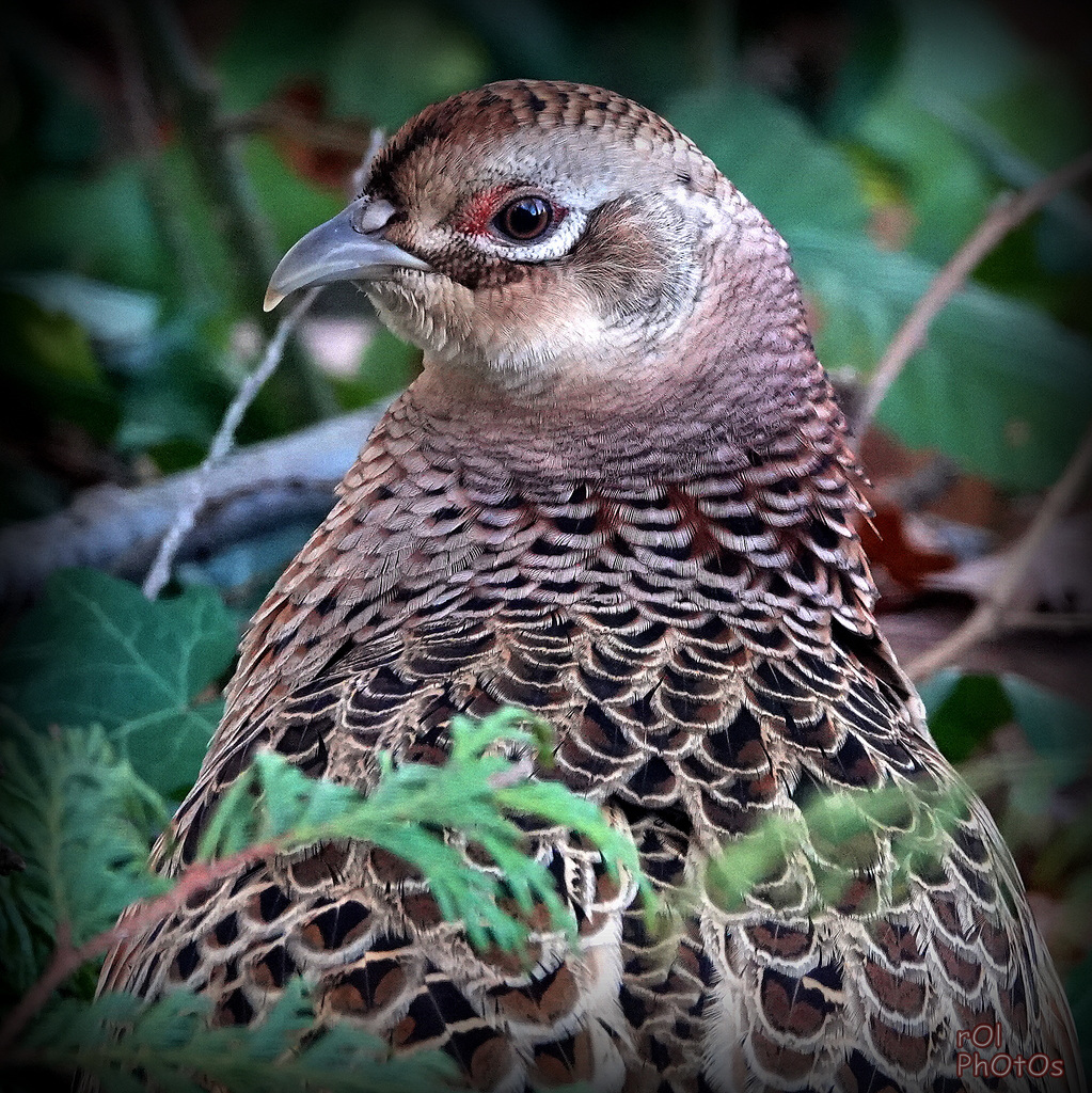 (Phasianus colchicus - Common Pheasant),