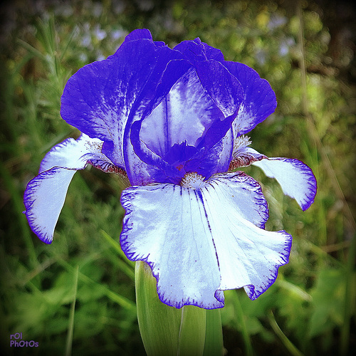 pensées en Iris pour Dan