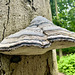 Clingendael 2024 – Mushroom