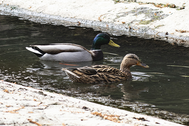 2 Enten auf der Petruss