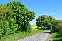 Kastanienallee