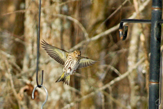 Pine Siskin in Flight