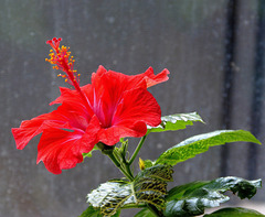 ... hibiscus ...