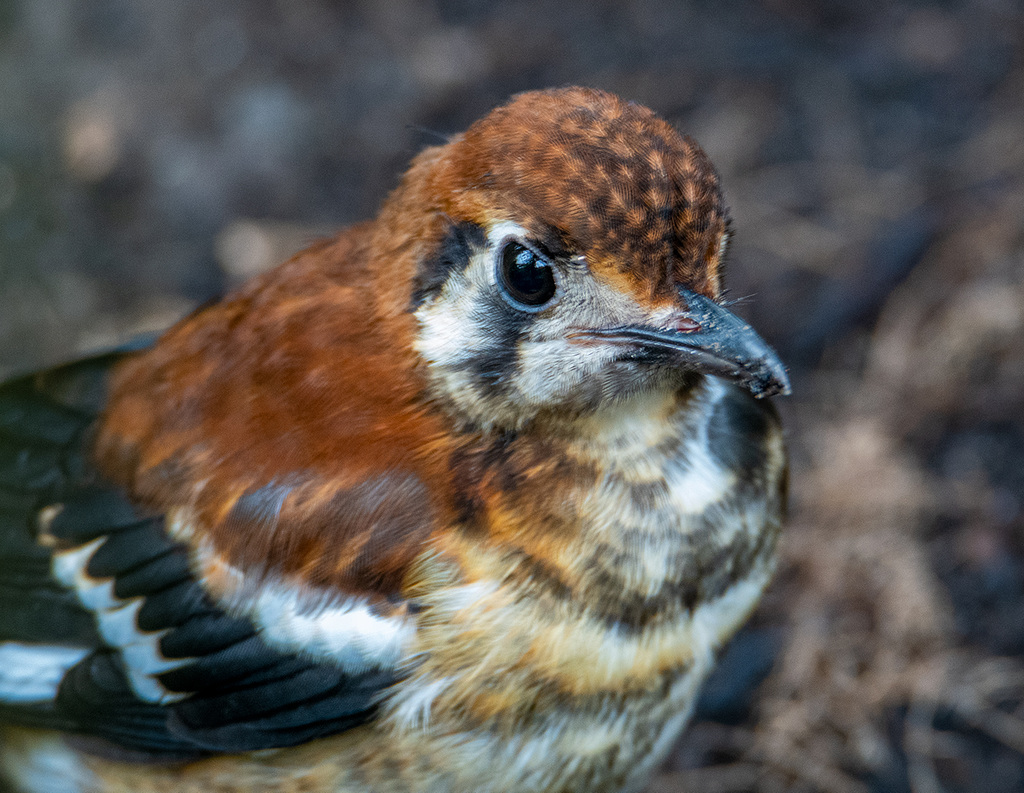 Chestnut backed thrush