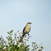 Day 9, Mockingbird, Resaca de la Palma SP