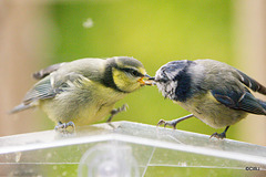 Bluetit feeding its young