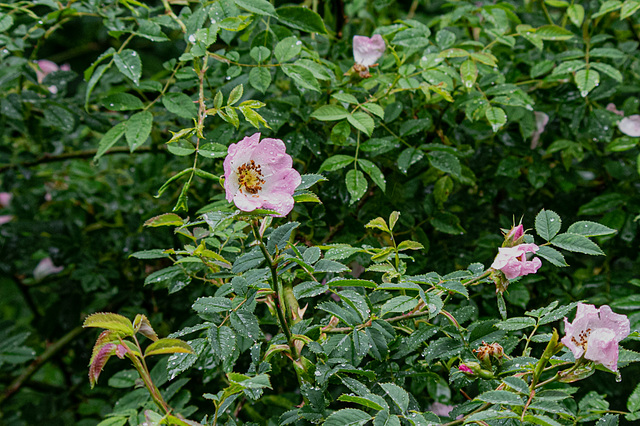 Dog Rose