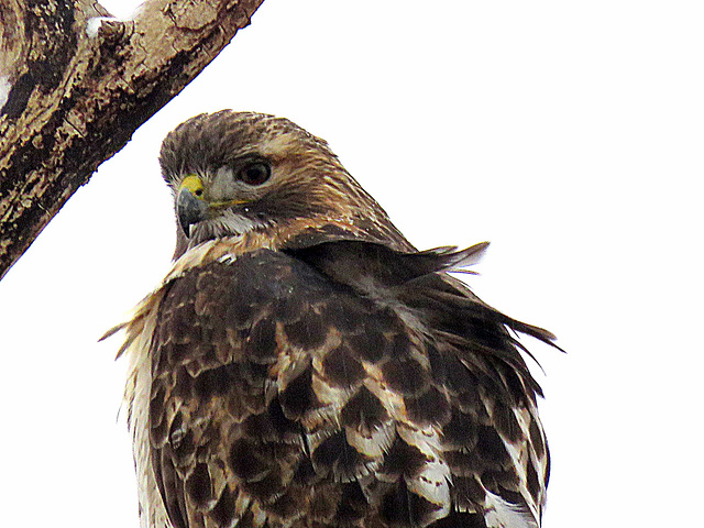 Red-tailed Hawk, today in our neighborhood.