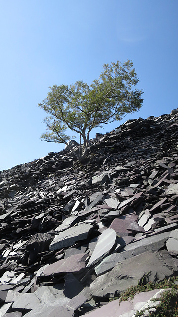 Dinorwig Slate Quarries