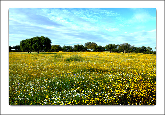 Dehesa extremeña en primavera