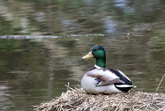 Mallard drake staking a claim to my barley straw bale