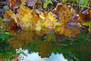 Nederland - Haren, Hortus Botanicus