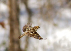 Pine Siskin in Flight