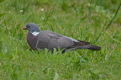 pigeon ramier