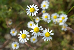 Fleurs de matricaire