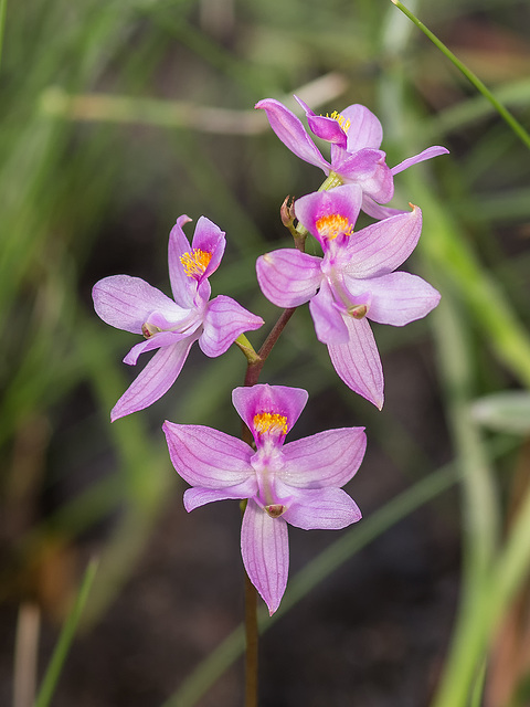 Calopogon multiflorus (Manyflowered Grass-pink orchid)