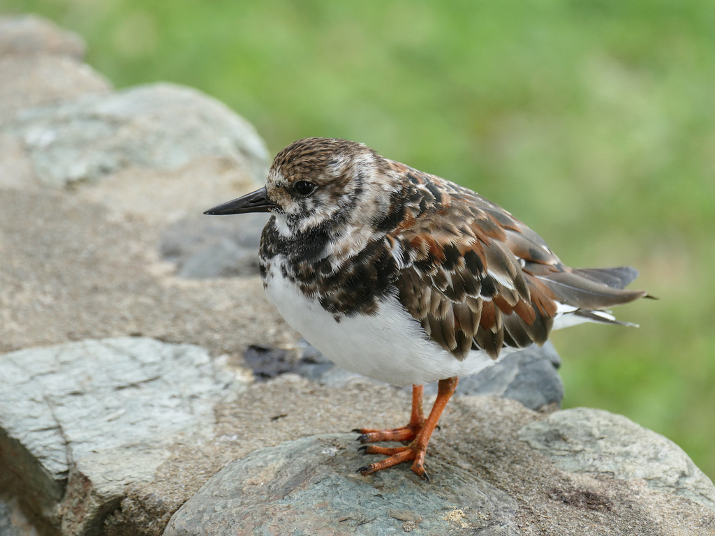 Ruddy Turnstone, Tobago