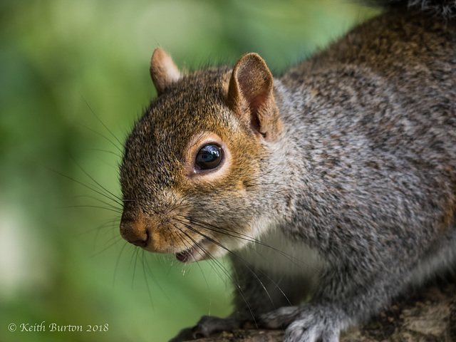 Tree Rat