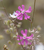 Silene colorata Poir. Caryophyllales