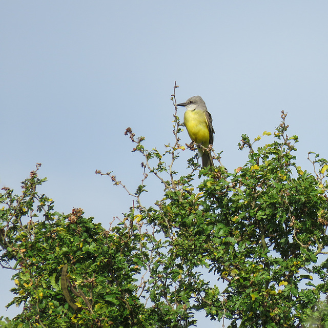 Day 9, Couch's Kingbird or Brown-crested Flycatcher? Day 9, Couch's Kingbird or Brown-crested Flycatcher?