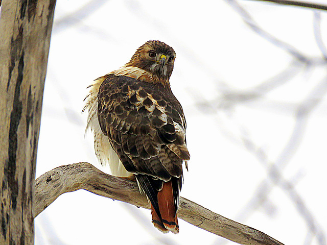 Red-tailed Hawk, today in our neighborhood.