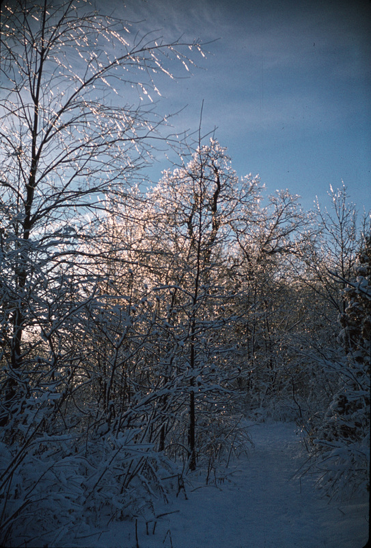 A Winter Walk in the Woods