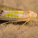IMG 2464 Leafhopperv2