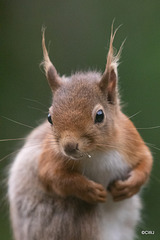 Young Red Squirrel checking me out