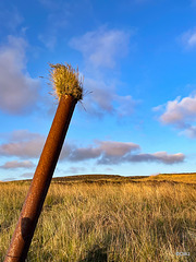 Where there's a will there's a way - grass taking hold in the end of an old iron pipe, on Orkney