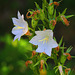 1 (190)...austria flower