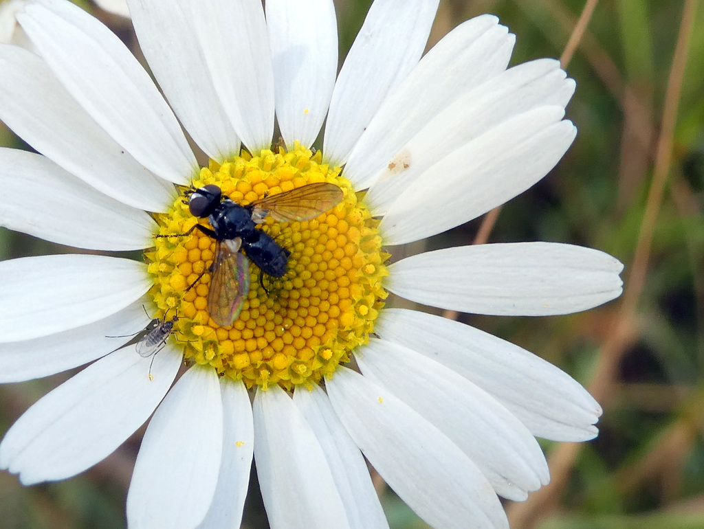 Margeritenblüte mit 2 Insekten