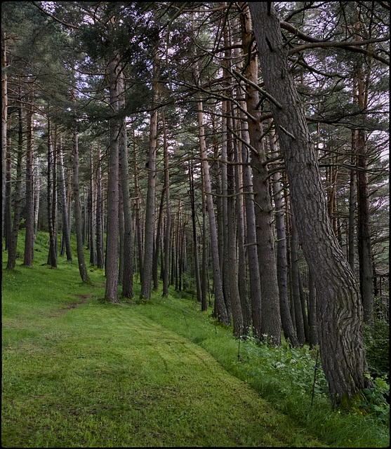 La llum s'arronsa a la pineda