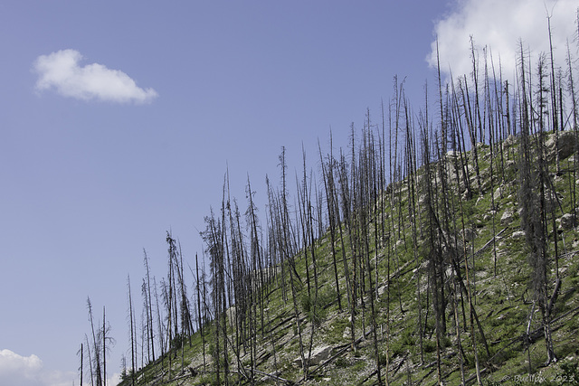 auf der Maligne Lake road durch das Waldbrandgebiet von 2015 (© Buelipix)