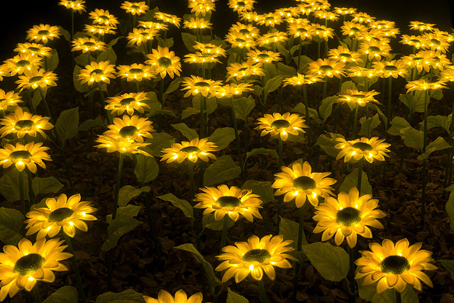 Les tournesols