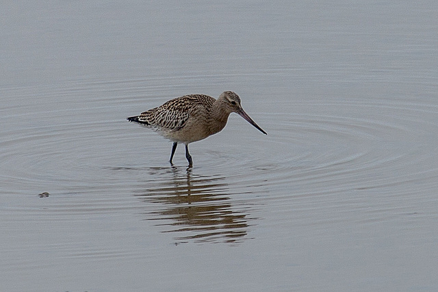 20140910 5020VRAw [NL] Pfuhlschnepfe (Limosa lapponica), Terschelling
