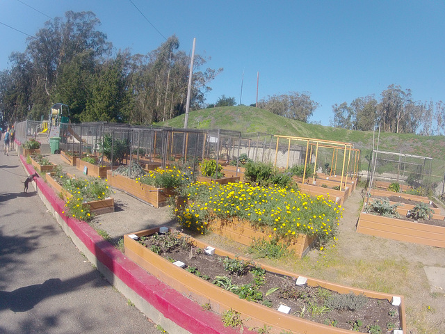 San Francisco Presidio Community Gardens (0008)