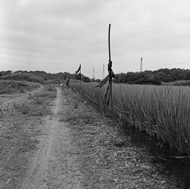 Dirt road in the fields