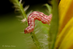 Geometrid moth caterpillar.