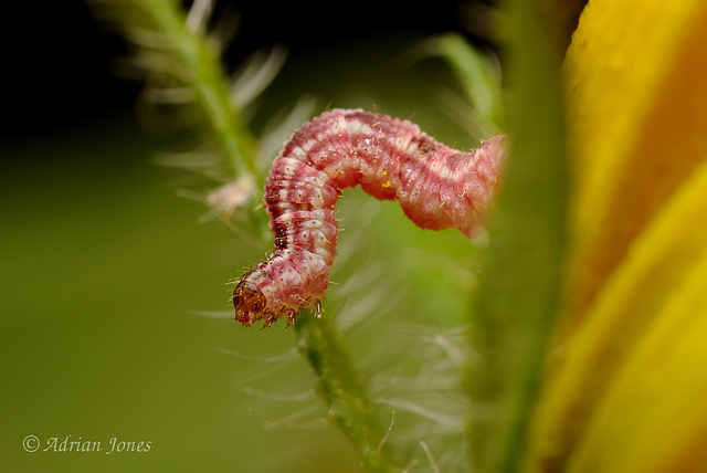 Geometrid moth caterpillar.