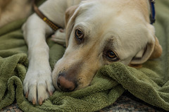 Green blanket