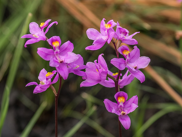 Calopogon multiflorus (Manyflowered Grass-pink orchid)