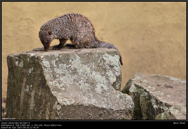 IMG 8493.jpg 2017 09 16 Zoo Planckendael II