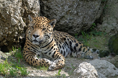 Panthera pardus