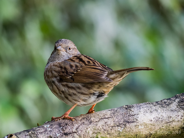 Dunnock - "Does my bum look big in this?"