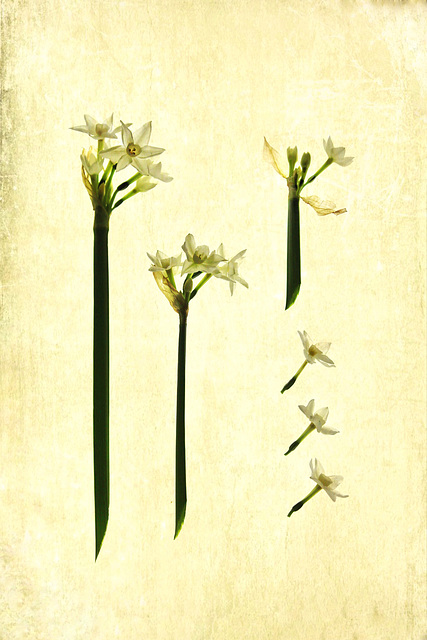 narcissi I