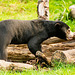 Sun bear