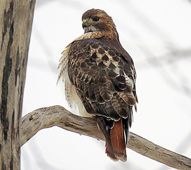 Red-tailed Hawk, today in our neighborhood.