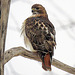 Red-tailed Hawk, today in our neighborhood.