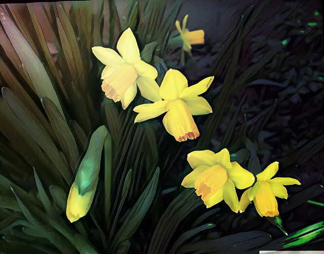 Dancing little daffodils ...